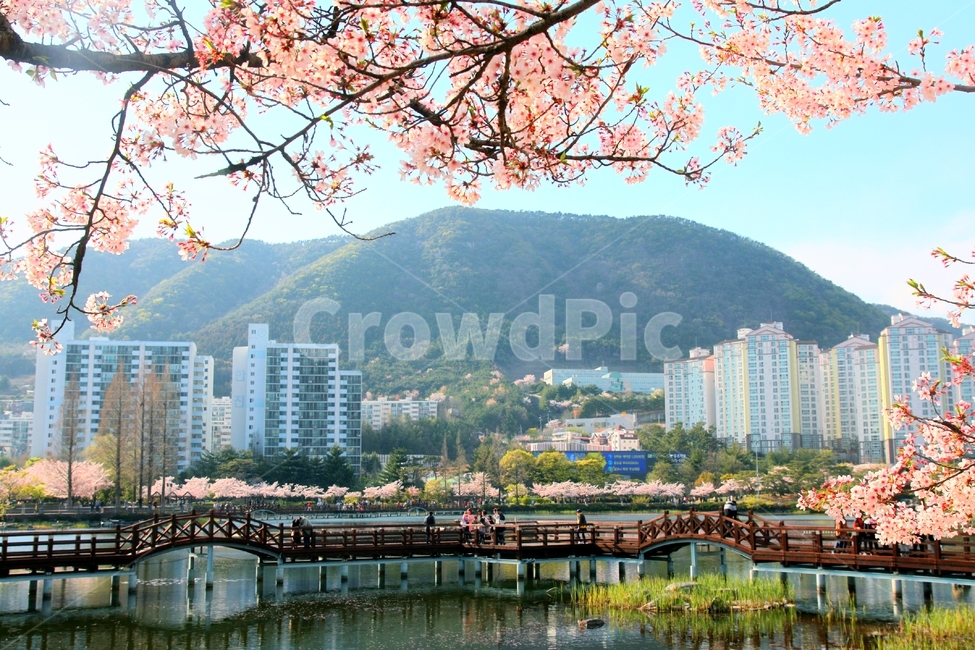 벚꽃,연못,다리,하늘,풍경,봄,계절,spring,season,도시,풍경,city,landscape,한국도시풍경,한국도시경관,korea cityscape,water,물,waterfront,워터 프론트