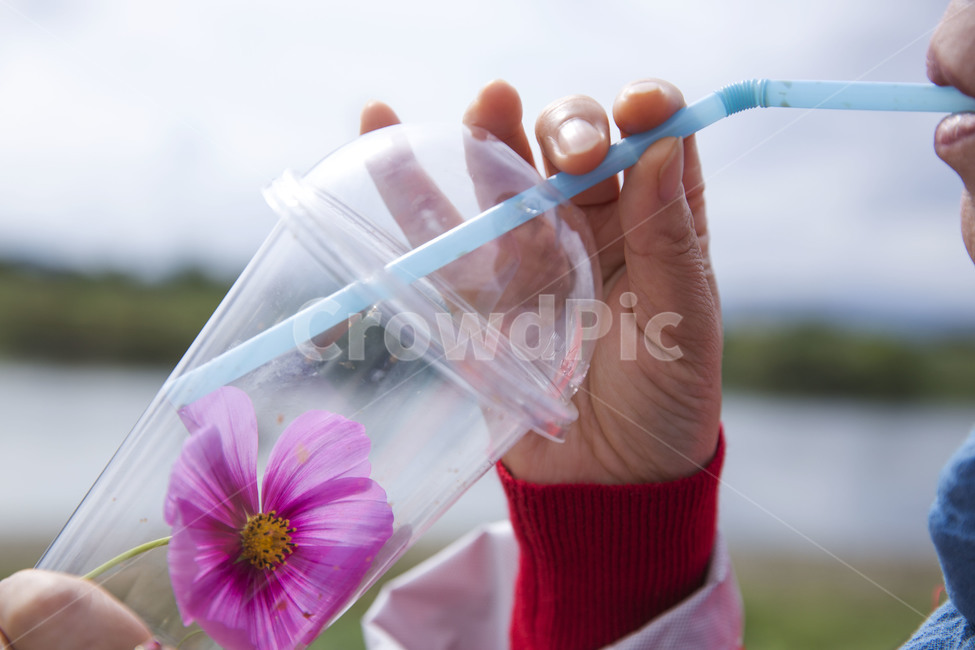 꽃,감성사진,차,커스모스,감성,꽃,flower,사람,인물,인간,human,person,신체일부,몸,body,음료수,drink,beverage