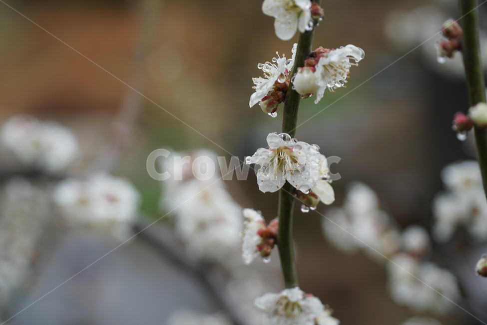 매화,매화축제,광양매화축제,매화꽃,광양매화,식물,자연,plants,nature,꽃,flower,비,비오는날,rain,rainy