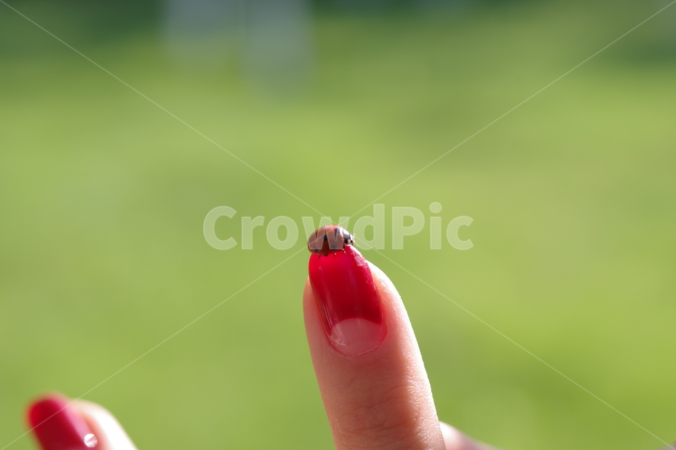 무당벌레,손,자연,곤충,손톱,nail,hand,nature,ladybird,곤충,벌레,insect,bug