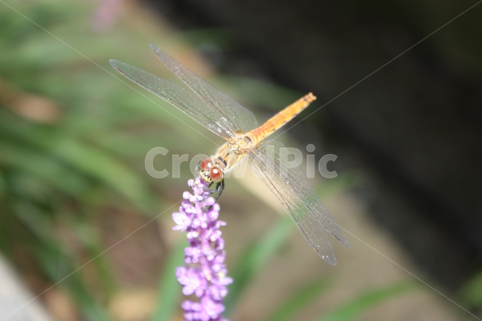곤충,잠자리,여행,4계절,고추잠자리,식물,자연,plants,nature,꽃,flower,동물,animal,곤충,벌레,insect,bug