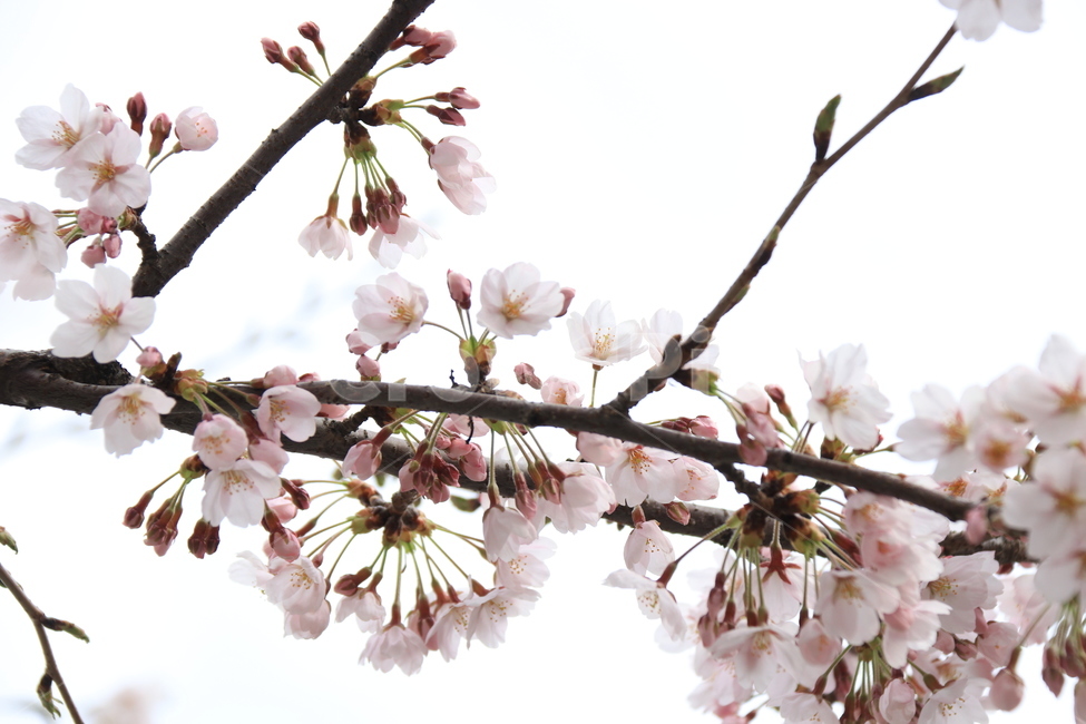 plant,flower,cherryblossom,blossom,꽃,벚꽃,식물,자연,봄,식물,자연,plants,nature,꽃,flower