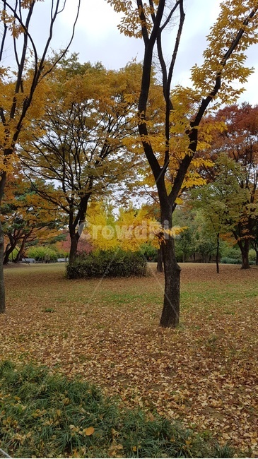 낙엽,가을,선선함,공원,배경