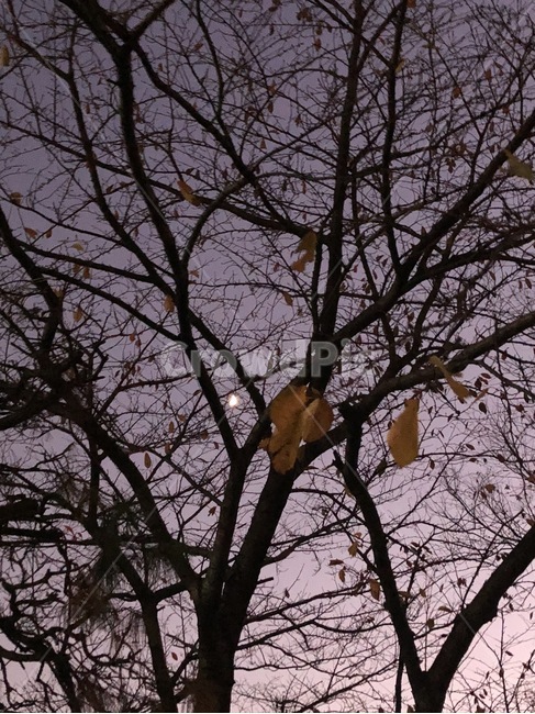 노을,달,나뭇가지,나무,밤,겨울나무,겨울,식물,자연,plants,nature,나무,trees,wood