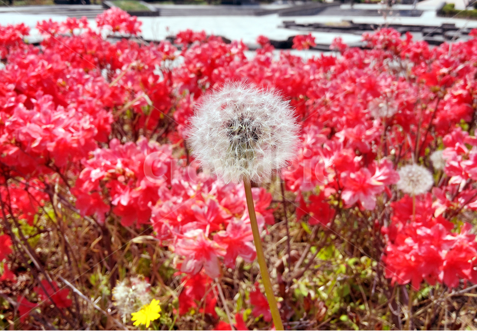민들레,꽃,자연,민들레홀씨,플라워,접사,꽃접사,식물,자연,plants,nature,꽃,flower