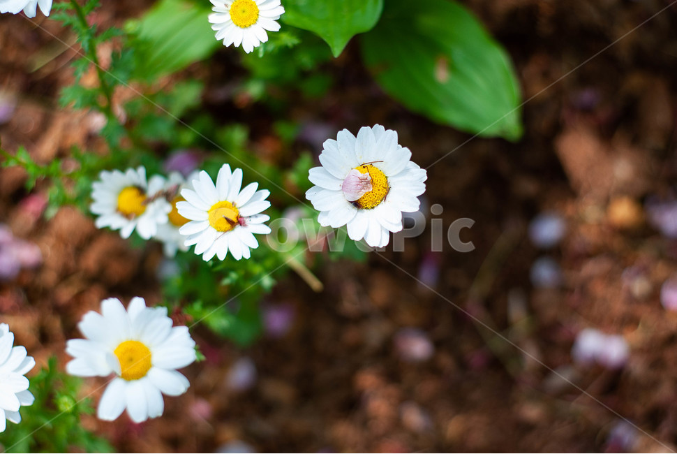 컬러,꽃,flower,여름,감성