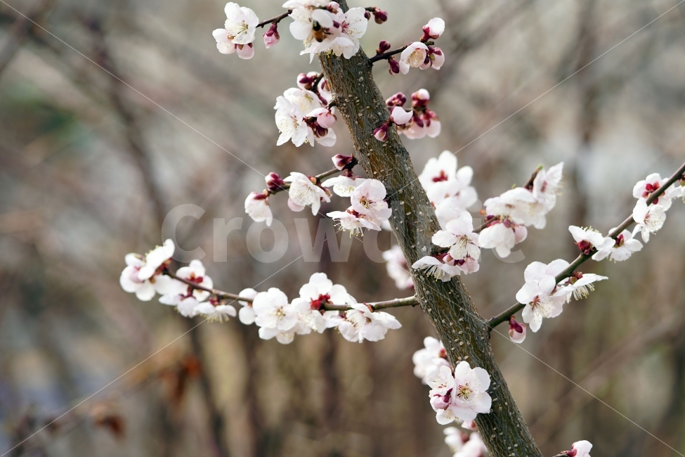 매화,꽃,나무,나뭇가지,산,봄,자연,플라워,꽃봉오리,flower,nature,spring,접사,macro,클로즈업,closeup,tree,숲,숲속,산림,삼림,조경,식물,plants,봄꽃,감성,힐링,풍경,landscape,식물,자연,plants,nature,봄,계절,spring,season,꽃,flower,plant,blossom