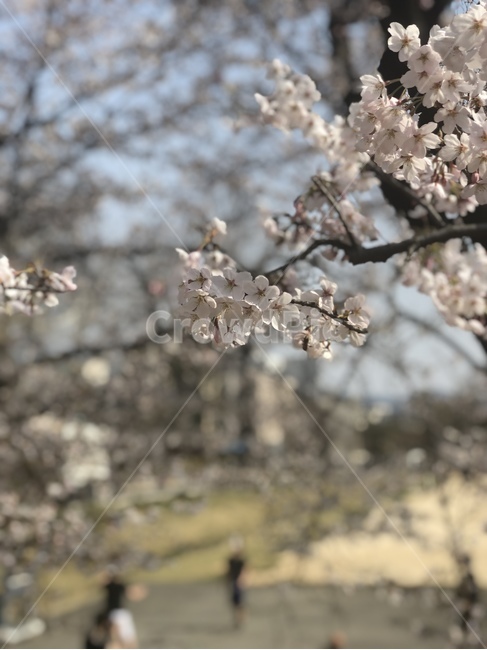 봄,봄꽃,벚꽃,꽃,blossom