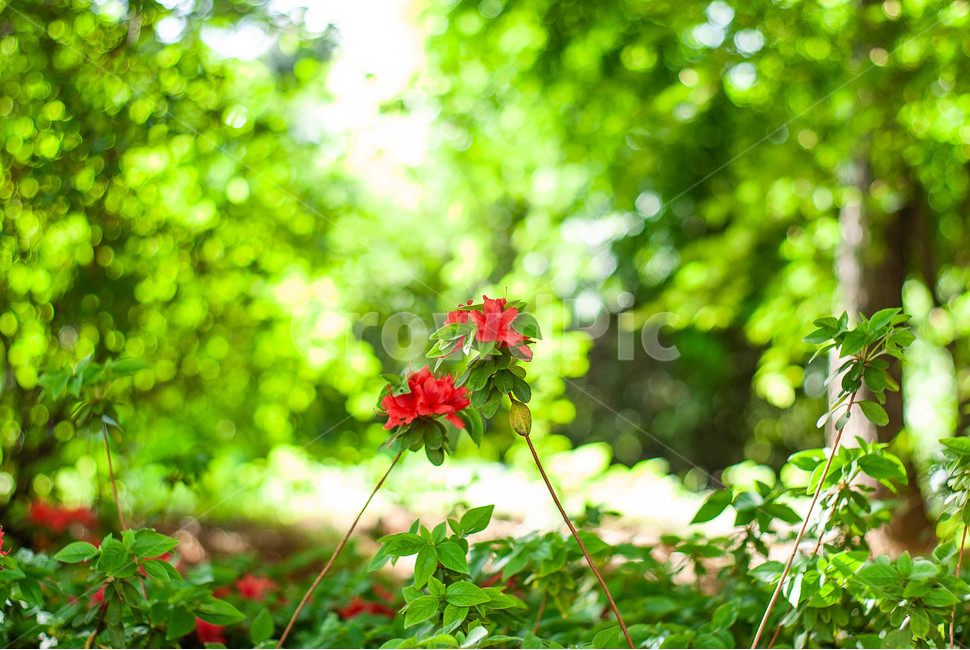 컬러,꽃,flower,여름,감성