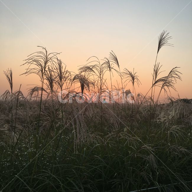 갈대,노을,석양,하늘공원,초저녁,갈대밭,갈대숲