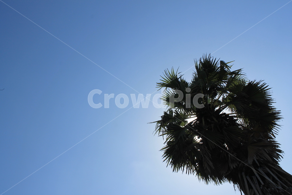 bali,palmtree,sky,발리,하늘,야자수