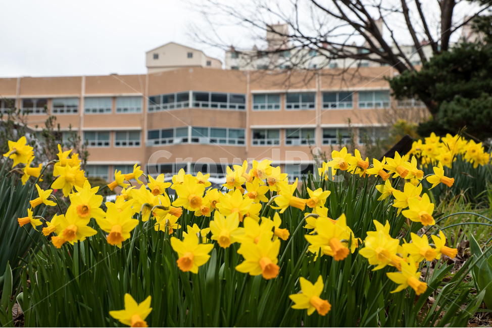 flower,blossom,꽃,plant,식물,petal,꽃잎,수선화,학교,건물,식물,자연,plants,nature,꽃,flower
