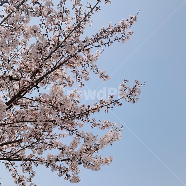 벚꽃축제,벚꽃,벚나무,blossom,cherryblossom,봄