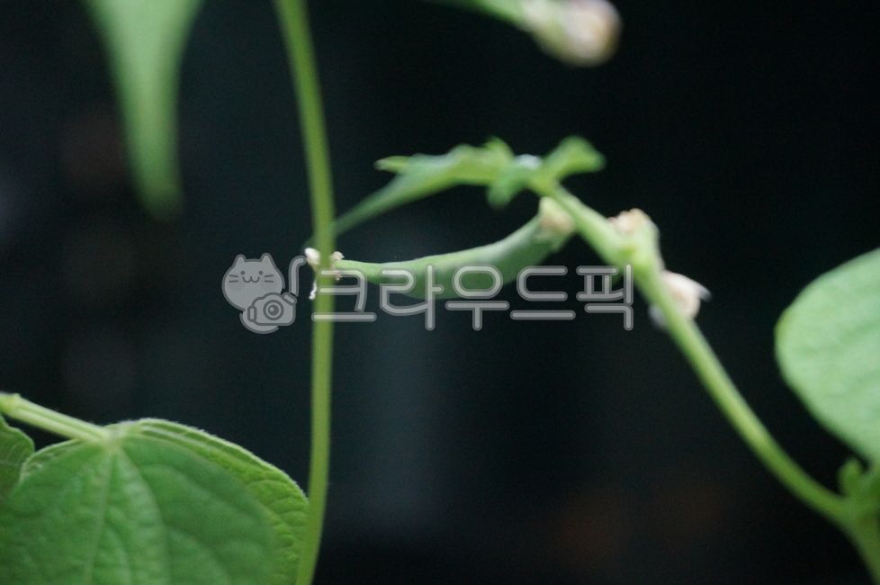 식물, plant, 줄기, 잎, 콩, 사진,이미지,일러스트,캘리그라피 - 수비작가