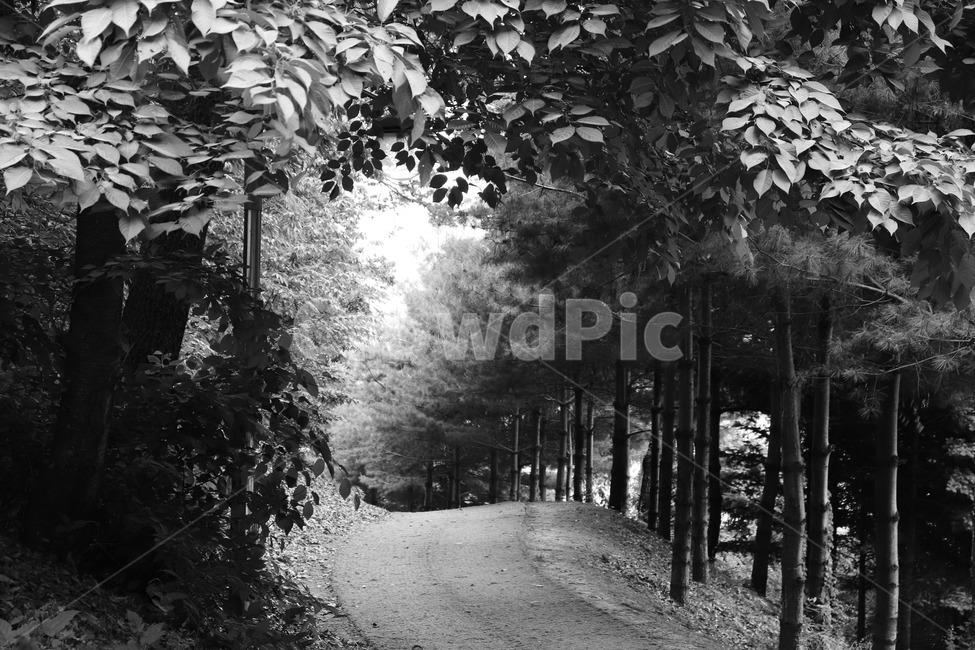 산길,나무,숲,고요,흑백,mountainpath,tree,forest,wood,silence,calm,blackandwhite