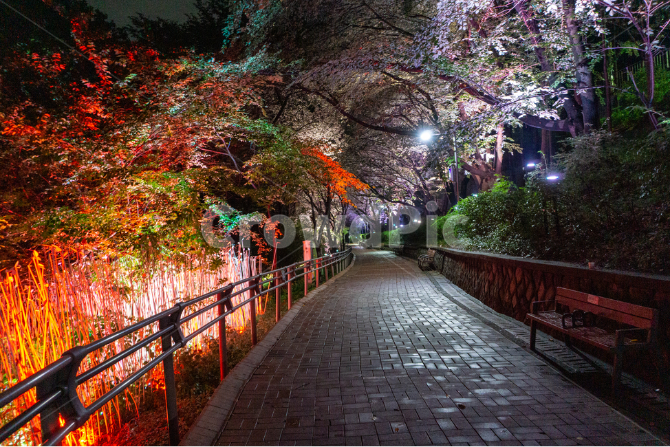 인천,자유공원,야경,led,조명,야간,동인천,차이나타운,숲,나무,공원,산책,산보,산길,오솔길,통로,보도,숲속,형형색색,forest,path,lane,trail,walkway,길,수풀,벤치,의자,bench,자연,park,tree,nature,풍경,landscape,scenery,scene,view,night,nightview,nightscene,lighting,illumination,lamp,light,colourful