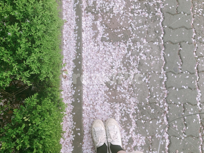 봄,벛꽃,분홍색,꽃분홍,떨어진벛꽃,길위에벛꽃,흰운동화,검은양말,보도블럭,하얗색,푸르른,잔디,산뜻함,봄,계절,spring,season