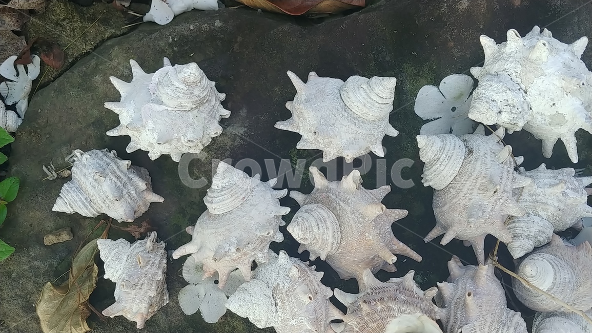 소라,소라껍질,소라껍데기,뿔소라,murex,spinyturbanshell,spinytopshell