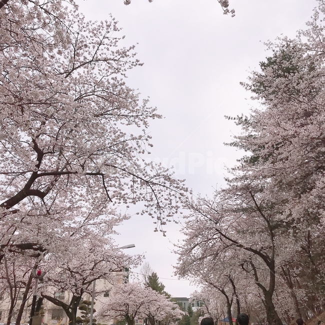 벚꽃,벚꽃놀이,봄,꽃,봄놀이