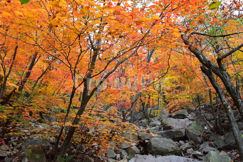 가을,단풍,자연,풍경,북한산,잎,단풍잎,붉은,나무,계절,계곡,숲,힐링,plant,fall,autumn,season,forestnature,landscape,한국자연풍경,한국자연경관,korea,tree,maple,leaf,가을,계절,fall,autumn,season,자연,풍경,nature,landscape,식물,plants,나무,trees,wood