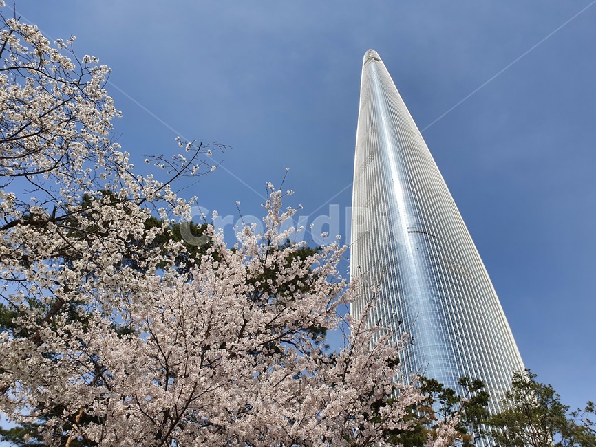 롯데월드타워,벚꽃,석촌호수,벚꽃축제,하늘,봄,꽃,나무