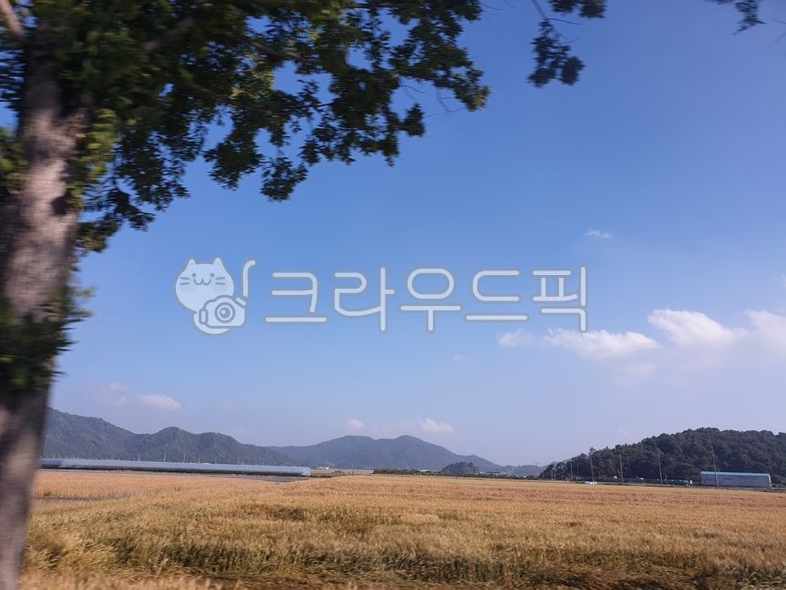 시골,풍경,농로,가을느낌,한국자연풍경,한국자연경관,마을,식물,나무,휴식,힐링,도로,nature,landscape,koreanaturelandscape,rural,towb,plants,trees,wood,rest,relaxation,healing,road,농작물,자연,논,밭,길,농촌,시골길,하늘,구름,농사,농업