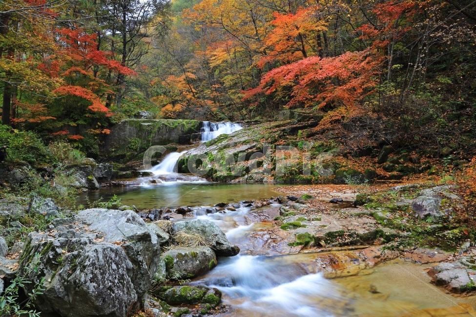 leaf,잎,tree,나무,maple,water,nature,자연,outdoors,옥외,stream,흐름,plant,식물,강원도,인제,방태산,방태산폭포,방태산가을,폭포,가을,추색,단풍,단풍잎,낙엽,만추,물흐름,계곡,가을,계절,fall,autumn,season,자연,풍경,nature,landscape