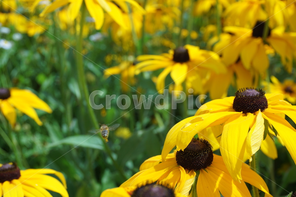 벌,꿀벌,노란꽃,꿀채집,식물,여름,꽃밭,식물,자연,plants,nature,꽃,flower