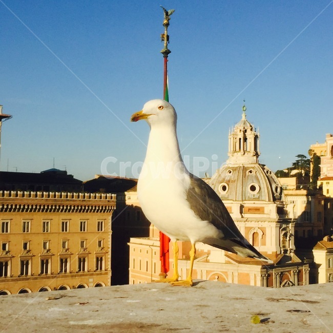 새,동물,갈매기,풍경,이탈리아,로마,동물,animal,조류,새,birds