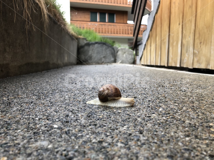 달팽이,곤충,느림,자연,snail
