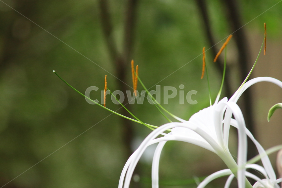 문주란,문주화,꽃,여름,poisonbulb,거미백합,SpiderLily