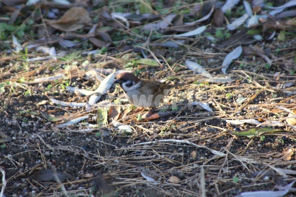 참새,새,bird,경복궁,햇빛,일상,감성,동물,animal,조류,새,birds