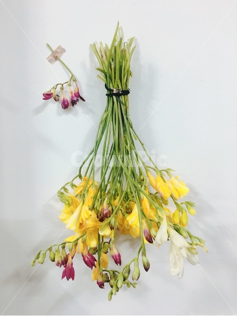 후리지아,봄,꽃놀이,꽃,선물,꽃,flower