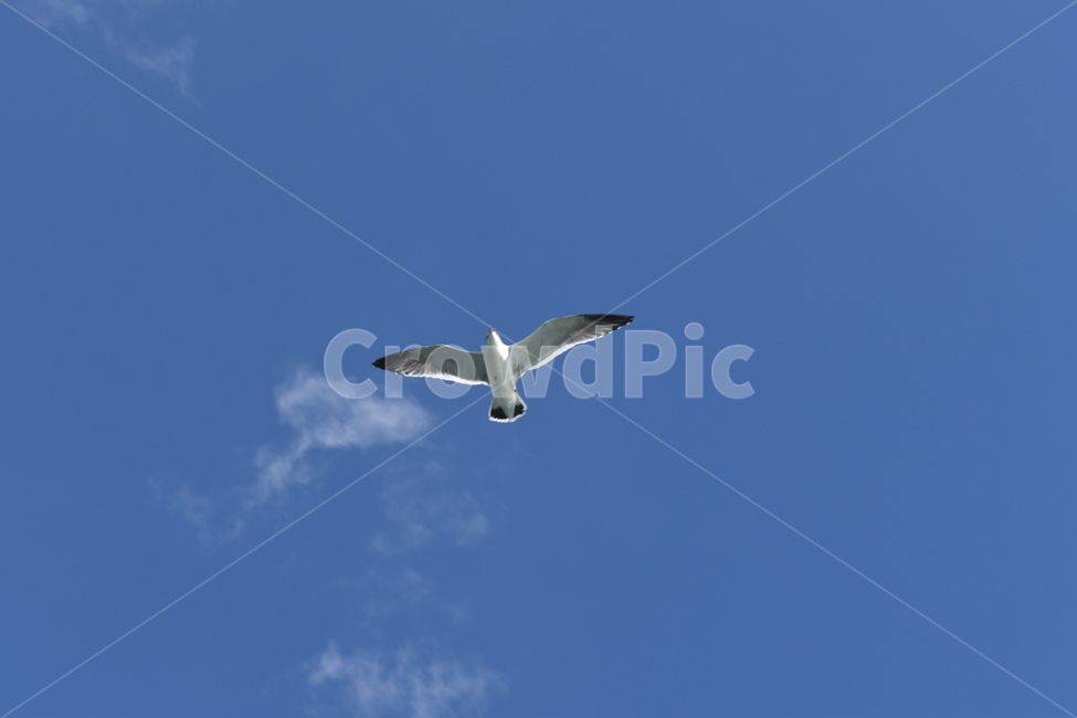 새,조류,갈매기,하늘,구름,동물,sky,bird,seagull,fly,cloud,날씨,비행,동물,animal,조류,새,birds