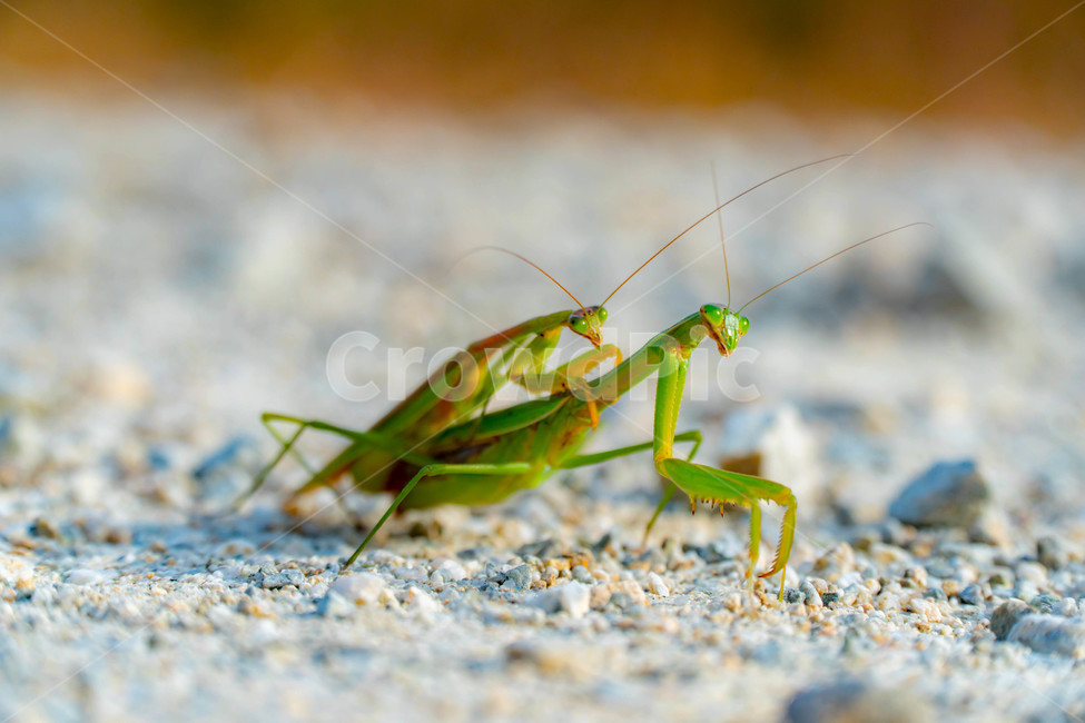 사마귀,커플,곤충,녹색,mantis,couple,praying,생태계,환경,벌레,곤충,벌레,insect,bug