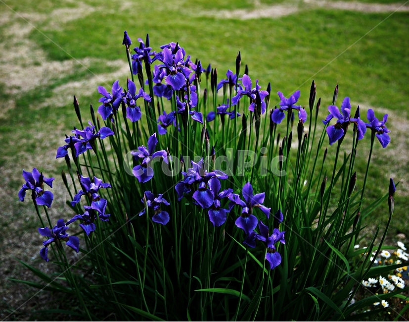 붓꽃,창포붓꽃,좋은소식,봄꽃,식물,식물,자연,plants,nature,꽃,flower