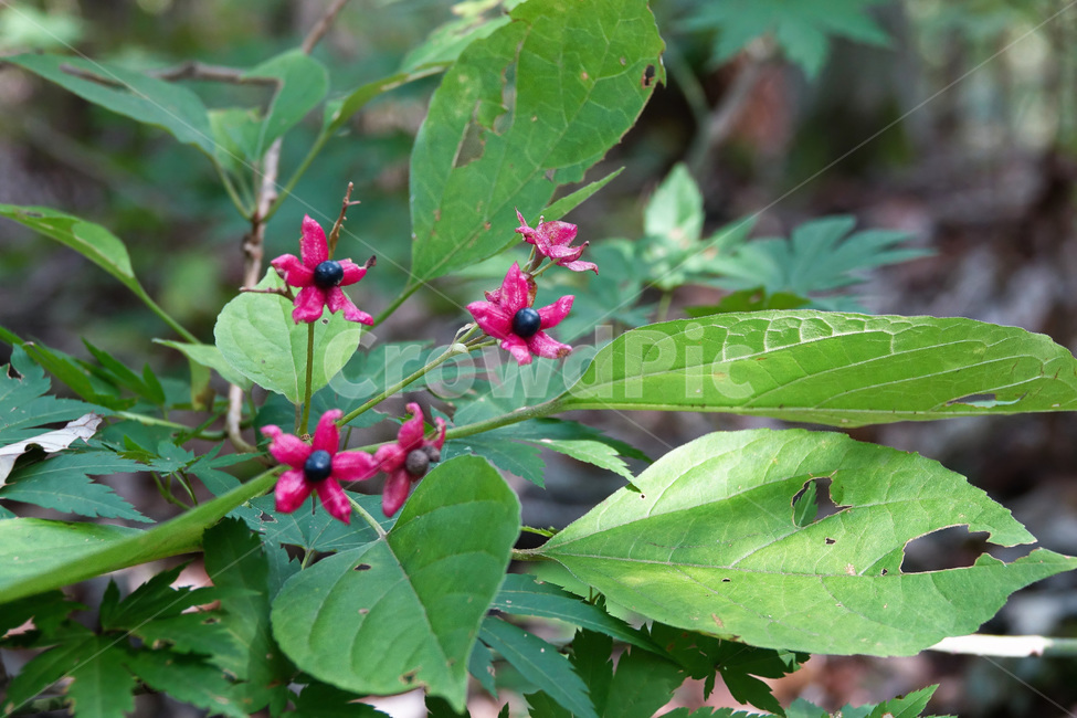식물,야생화,누리장꽃,꽃열매,칡과,식물,자연,plants,nature,꽃,flower