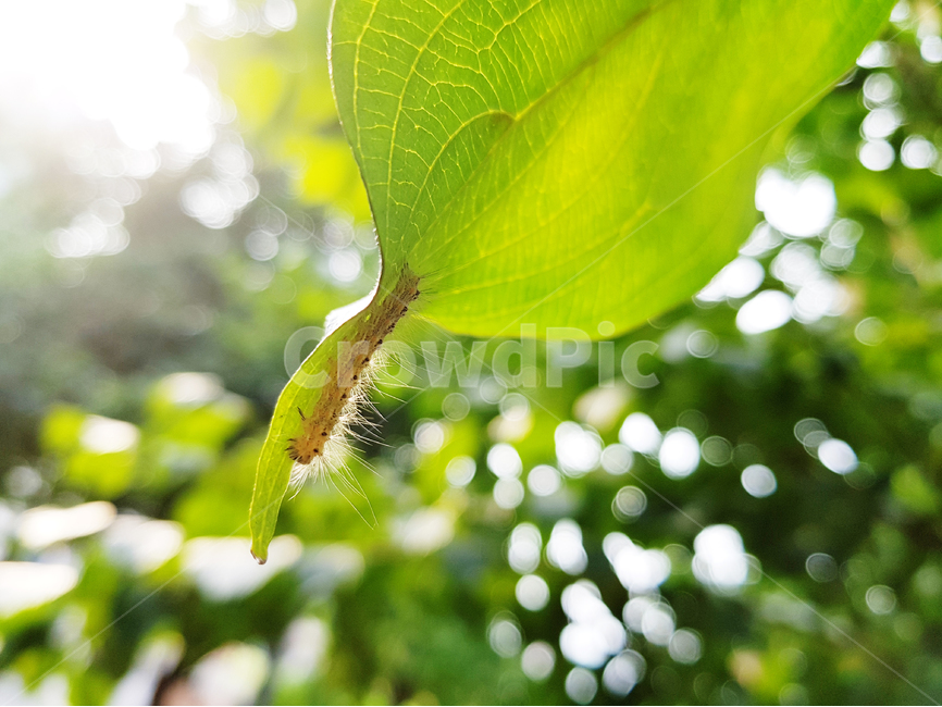 자연,여름,나무,나뭇잎,송충이,벌레,식물,곤충,식물,자연,plants,nature,동물,animal,곤충,벌레,insect,bug