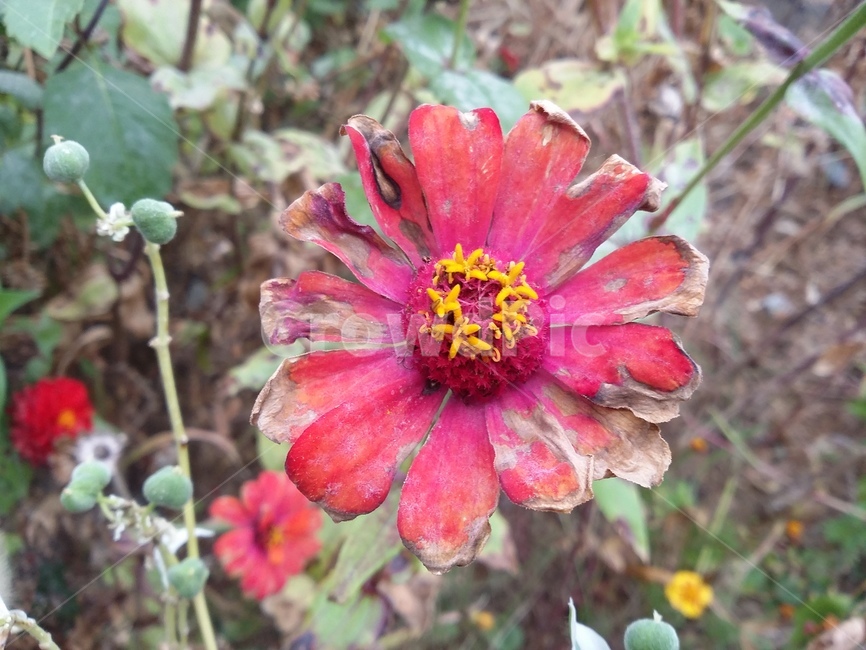식물,plant,꽃,자연,flower,식물,자연,plants,nature,꽃,flower