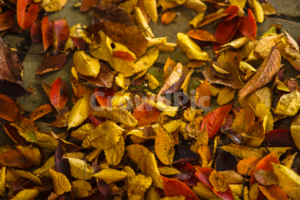 가을,단풍,낙엽,나뭇잎,잎,잎새,자연,가을,계절,fall,autumn,season,leaf,plant,식물