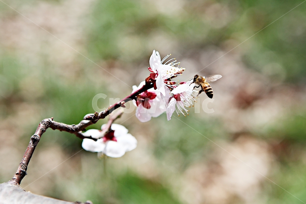 매화,꽃,매화꽃,나무,배경,자연,자연,풍경,nature,landscape,식물,plants,꽃,flower,나무,trees,wood,plant