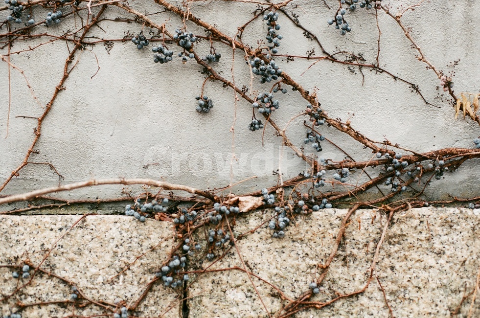 필름,film,벽,wall,나무,tree,겨울,winter,쓸쓸함,lonely,블루베리,blueberry,식물,plant,덩굴,식물,자연,plants,nature,과일,열매,fruit