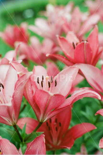 꽃,백합,감성사진,필름사진,분홍색,노란색,식물,자연,plants,nature,꽃,flower