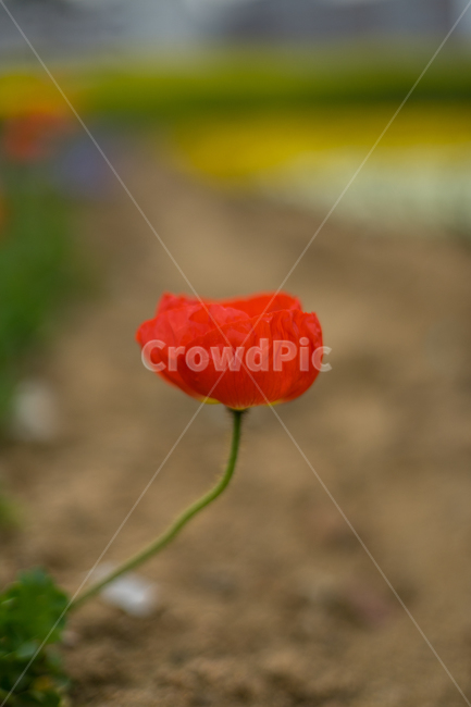 양귀비,봄,꽃,자연,식물,근접,봄꽃,식물,자연,plants,nature,꽃,flower