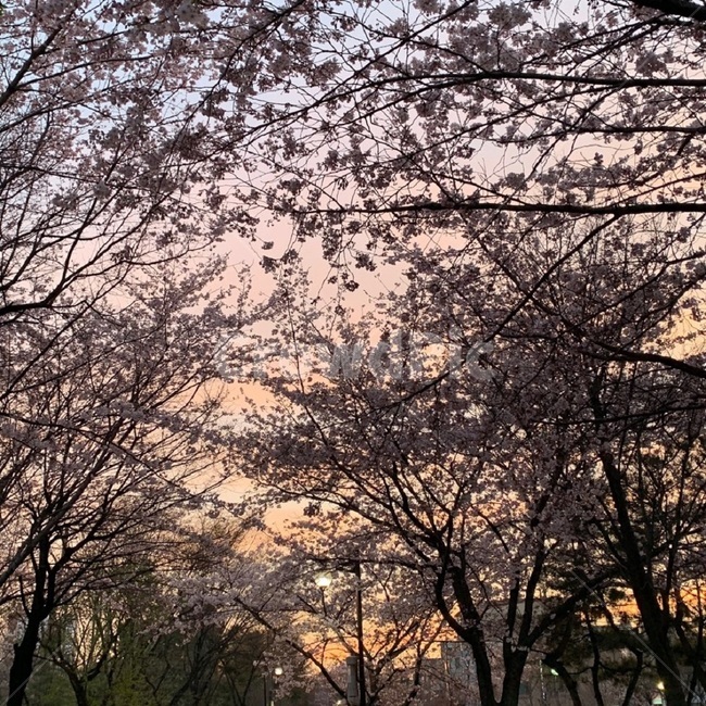 봄,봄감성,벚꽃,저녁하늘,노을지는하늘