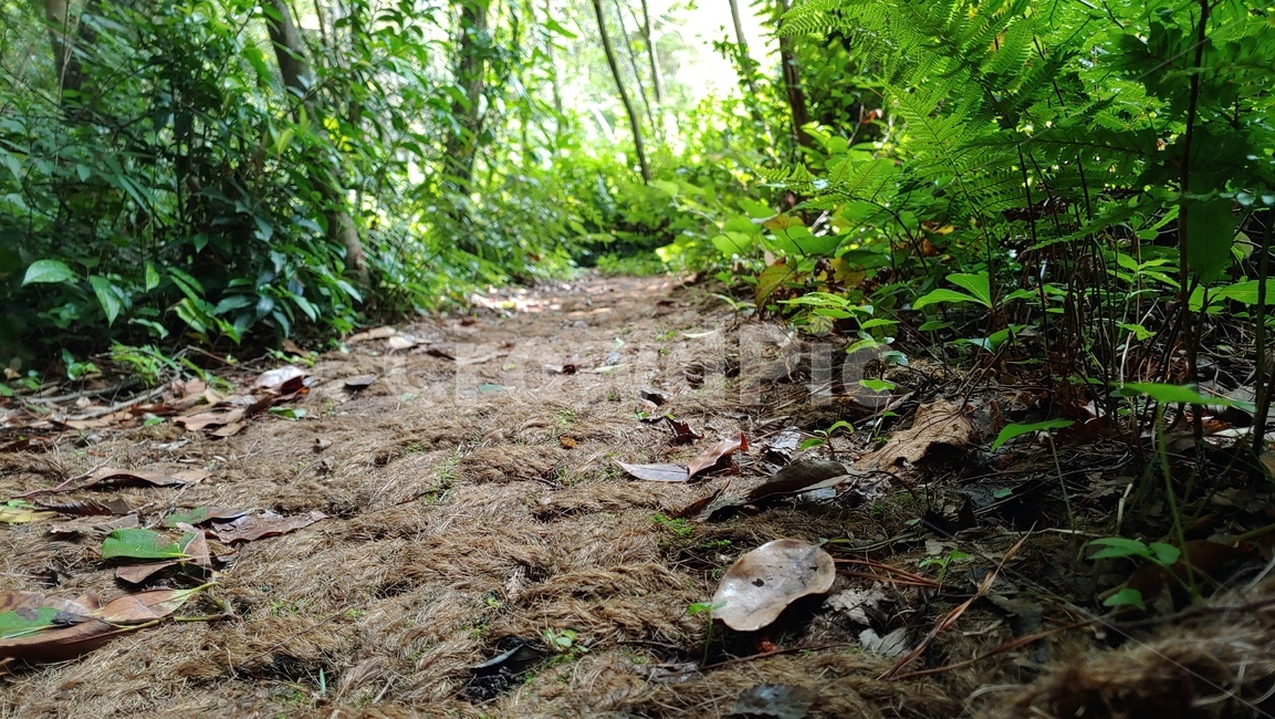 forestroad,야자매트,yajamat,숲길,제주올레길