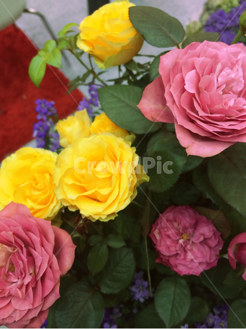 rose,장미,꽃,flower,blossom,식물,plant,노랑,옐로우,그린,녹색,초록색,봄,계절,yellow,green,spring,season,감성,색깔,색감,emotion,sensible,color,핑크,pink