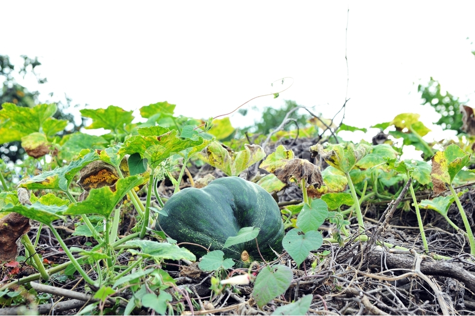 가을,호박,추수,열매,늙은호박,식물,자연,plants,nature,과일,열매,fruit