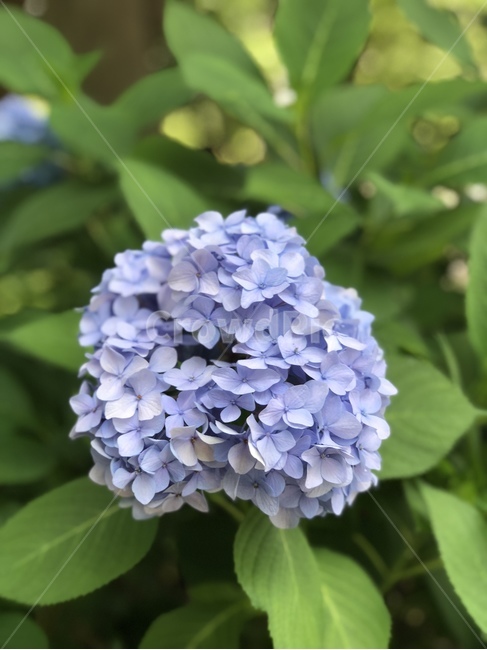 hydrangea,plant,식물,flower,blossom,꽃,보라색수국,수국