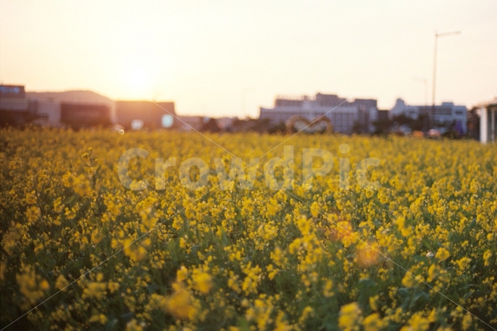 꽃,유채꽃,노을,필름카메라,자연,자연,풍경,nature,landscape,식물,plants,꽃,flower